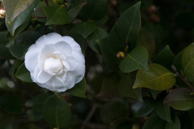 Galiçya 'da (İspanya) bir halk parkında kamelyalar ağaçta çiçek açar.)