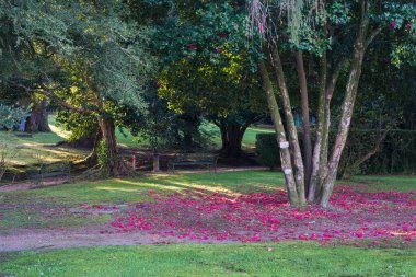 Güney domates bahçelerinde, Pontevedra, Galiçya 'da (İspanya) çok çeşitli kamelya ağaçları vardır.)