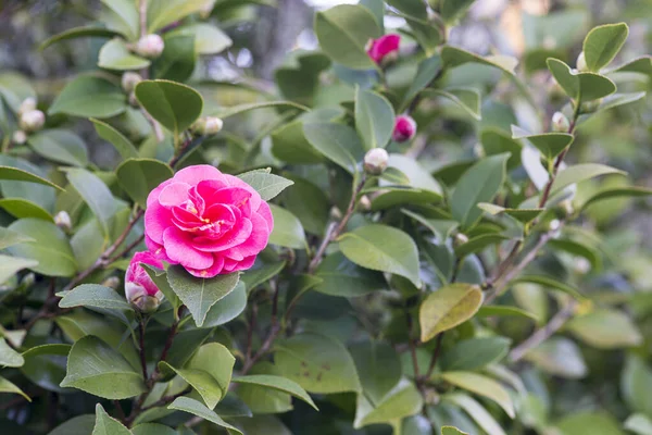 Camelias Floreciendo Árbol Parque Público Galicia España —  Fotos de Stock