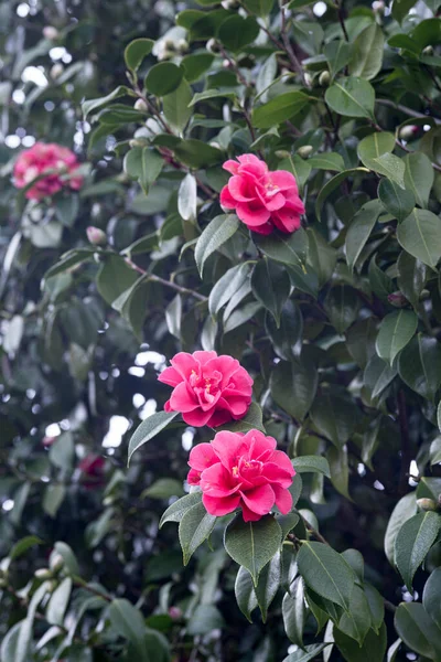 Camellias Fleurissant Sur Arbre Dans Parc Public Galice Espagne — Photo