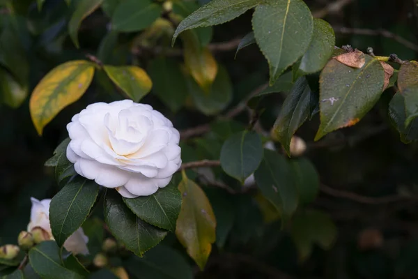 Camellias Florescendo Árvore Parque Público Galiza Espanha — Fotografia de Stock