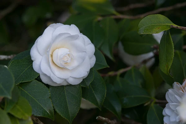 Camellias Florescendo Árvore Parque Público Galiza Espanha — Fotografia de Stock