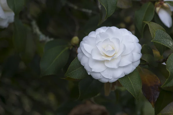 Camellias Florescendo Árvore Parque Público Galiza Espanha — Fotografia de Stock