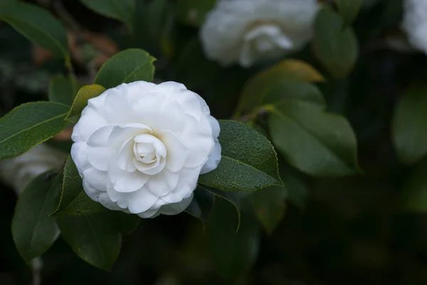 Camellias Florescendo Árvore Parque Público Galiza Espanha — Fotografia de Stock