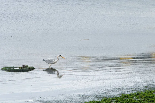 Uma Garça Branca Procura Comida Porto Pesca Isla Arosa Galiza — Fotografia de Stock