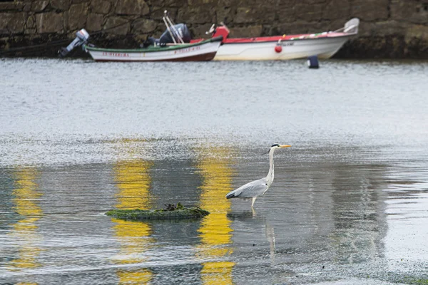 Una Garza Blanca Busca Comida Puerto Pesquero Isla Arosa Galicia —  Fotos de Stock