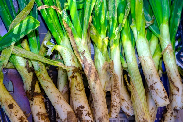 Detalle Preparación Calsots Una Cebolla Tierna Muy Típica Cataluña Donde — Foto de Stock