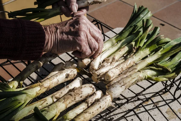 Detalj Tillagning Calsots Anbud Lök Mycket Typiskt För Katalonien Där — Stockfoto