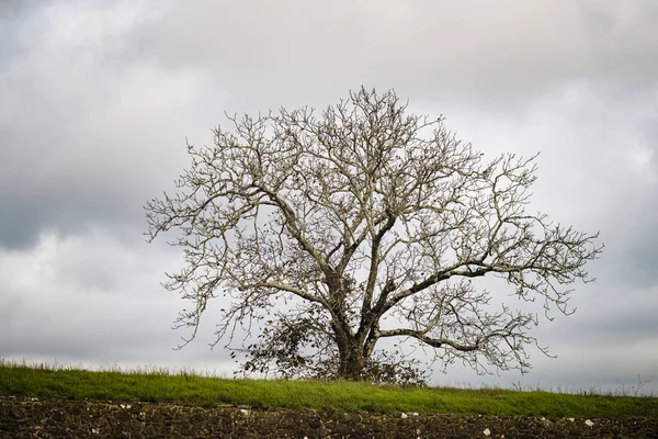 Blattloser Obstbaum Befestigten Dorf Fortaleza Portugal — Stockfoto
