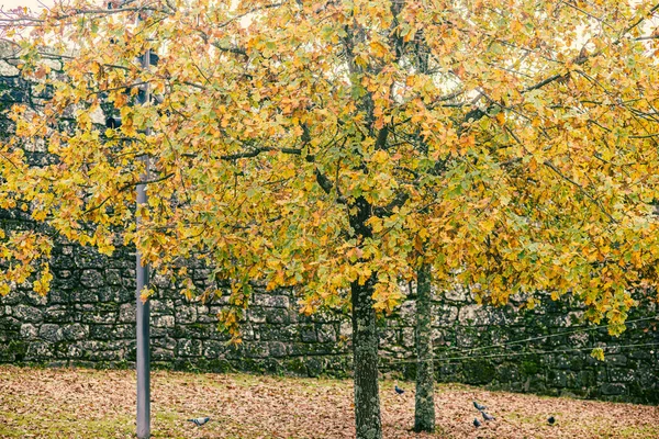 Detail Oak Tree Autumn Yellow Orange Leaves — Stock Photo, Image