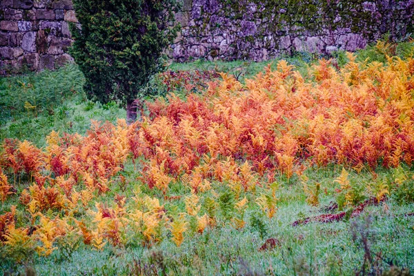 Rural Area Galicia Spain Field Full Autumn Ferns — Stock Photo, Image