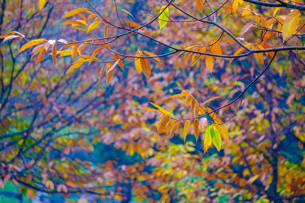 Detail Part Autumn Chestnut Tree Rural Area Galicia Spain — Stock Photo, Image