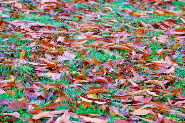 Folhas Castanha Outono Chão Uma Área Rural Galiza Espanha — Fotografia de Stock