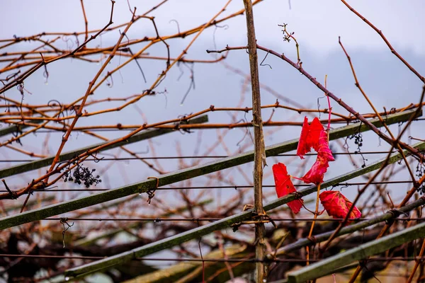 Одинокие Красноватые Листья Винограднике Сельской Местности Галисии Испания — стоковое фото