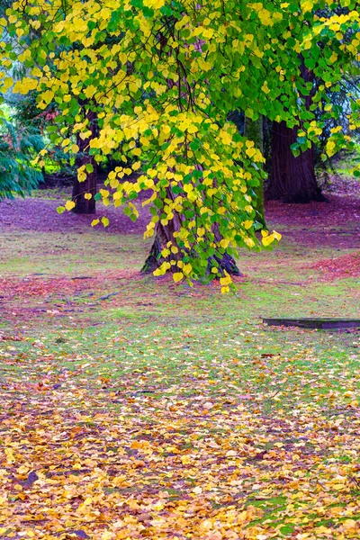 Branch Autumn Leaves Poplar Gardens Castllo Soutomaior Pontevedra Spain — Stock Photo, Image