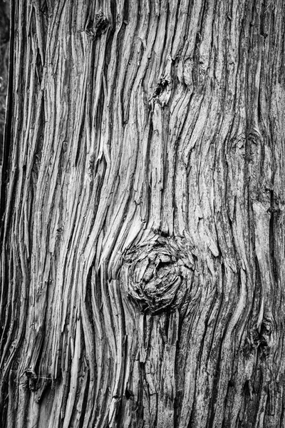 Detail Van Textuur Ruwheid Van Stam Van Een Sequoia — Stockfoto