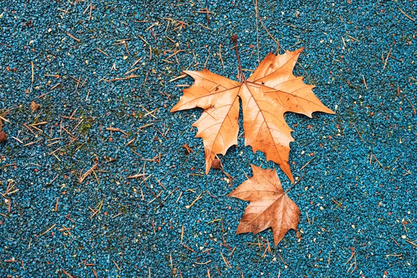 青いゴムブルーの背景に飛行機の木の秋の葉 — ストック写真