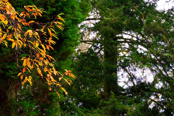 Ветка Ореха Осенними Листьями Сквере Галисии Испания — стоковое фото