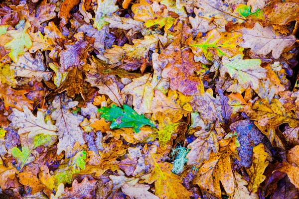 Sol Plein Feuilles Particulier Chêne Différentes Couleurs Tailles Mouillé Par — Photo