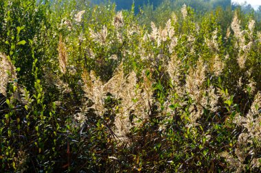 Cortaderia selloana, genellikle pampas otu olarak bilinir, Güney Amerika 'da yetişen bir bitki..