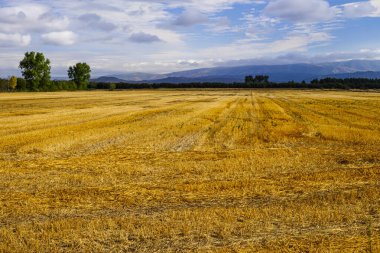Xinzo de Limia, Orense, Galiçya 'da buğday tarlaları toplandı (İspanya)