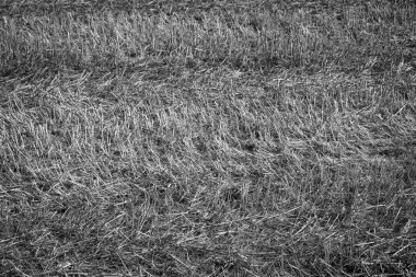 Xinzo de Limia, Orense, Galiçya 'da buğday tarlaları toplandı (İspanya)