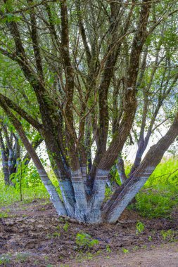 Ağaçların gövdelerinde, bulundukları yer olan Las Conchas rezervuarının farklı sellerinin bıraktığı izler (İspanya))