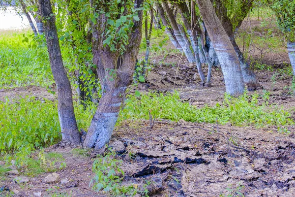 Marks Left Trunks Trees Different Floods Las Conchas Reservoir Located — Stock Photo, Image