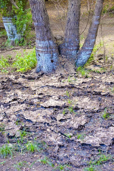 Marks Left Trunks Trees Different Floods Las Conchas Reservoir Located — Stock Photo, Image