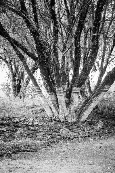 Marcas Deixadas Nos Troncos Das Árvores Pelas Diferentes Inundações Reservatório — Fotografia de Stock