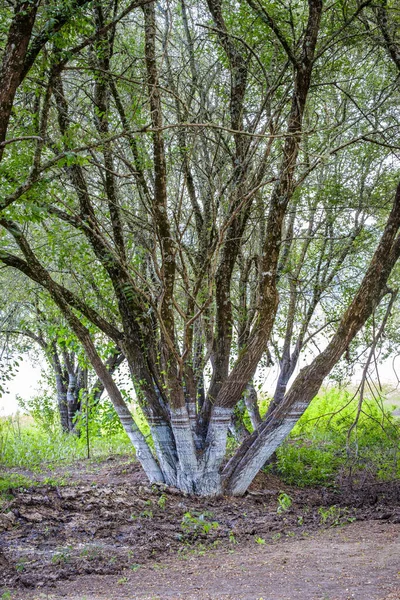 彼らが位置するラス コンチャス貯水池の異なる洪水によって木の幹に残されたマーク ウレンセ スペイン — ストック写真