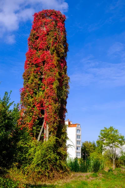 Partenocissus quinquefolia ile kaplı eski bir su tankı. Bakire sarmaşık, bakir sarmaşık ya da Virginia sarmaşığı olarak bilinir. Vitaceae familyasından bir tırmanma bitkisi türü..