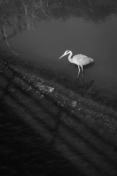 Een Reiger Een Rivier Galicië Spanje Een Vogel Met Lange — Stockfoto