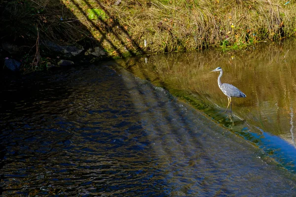 Uma Garça Empoleirada Rio Galiza Espanha Uma Ave Pernas Longas — Fotografia de Stock