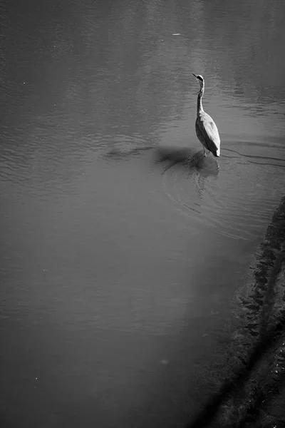 Heron Perched River Galicia Spain Bird Long Legged Freshwater Coastal — Stock Photo, Image