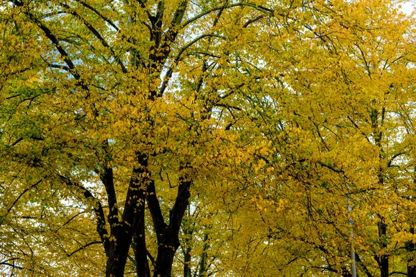 Detalhe Árvores Tilia Outono Árvore Caduca Comumente Chamado Árvores Cal — Fotografia de Stock