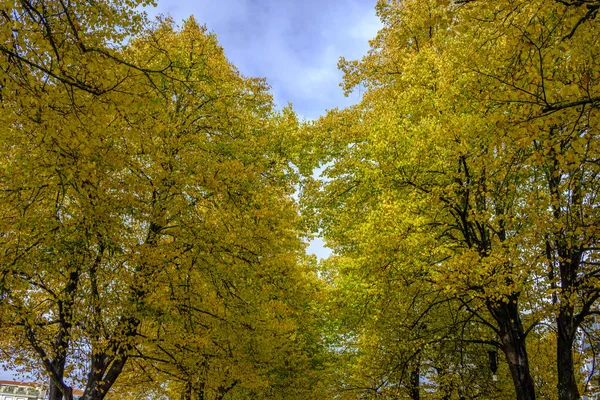 Szczegóły Drzewa Tilia Jesienią Drzewo Liściaste Powszechnie Nazywane Lipy Choć — Zdjęcie stockowe
