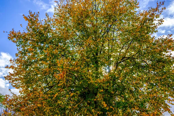 Szczegóły Populus Drzewo Jesienią Liściaste Kwitnące Rośliny Rodzinie Salicaceae Angielskie — Zdjęcie stockowe