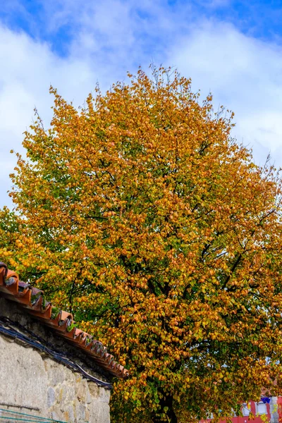 Detail of a populus tree in autumn, deciduous flowering plants in the family Salicaceae. English names variously applied to different species include poplar, aspen, and cottonwood.