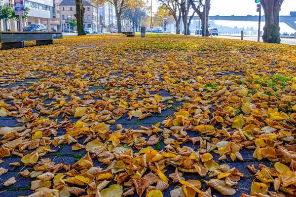 Soil Full Tree Leaves Tilia Autumn Deciduous Tree Commonly Called — Stock Photo, Image