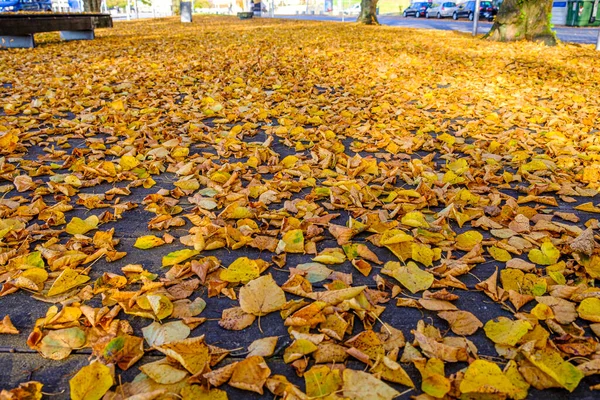 Solo Cheio Folhas Árvores Tilia Outono Árvore Caduca Comumente Chamado — Fotografia de Stock