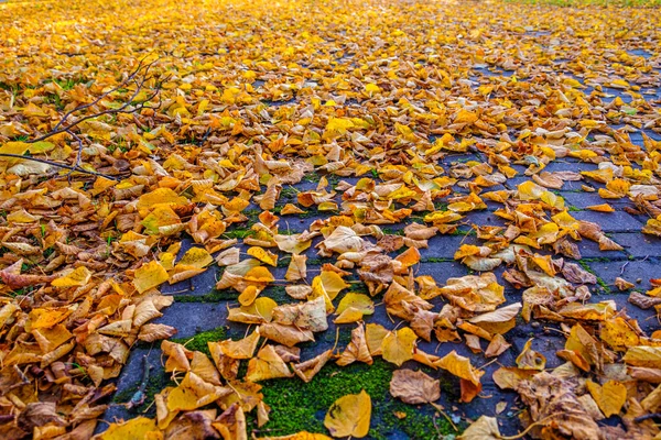 Soil Full Tree Leaves Tilia Autumn Deciduous Tree Commonly Called — Stock Photo, Image