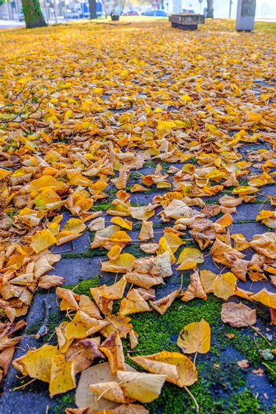 Solo Cheio Folhas Árvores Tilia Outono Árvore Caduca Comumente Chamado — Fotografia de Stock