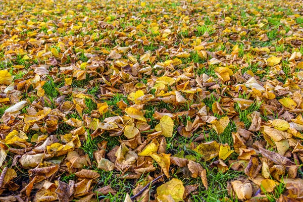 土壌の木の葉の完全なティリア秋には 落葉樹 一般的にライムの木と呼ばれるが それらは石灰果実を生産する木に密接に関連していない — ストック写真