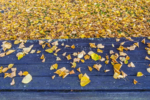 土壌の木の葉の完全なティリア秋には 落葉樹 一般的にライムの木と呼ばれるが それらは石灰果実を生産する木に密接に関連していない — ストック写真