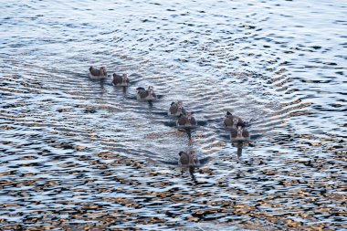 Galiçya 'da (İspanya) büyük bir Nil kaz ailesi su üzerinde yüzer.)