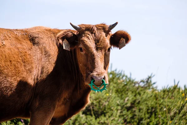 Cambeses Espagne Août 2018 Jeune Veau Regarde Vers Caméra Dans — Photo