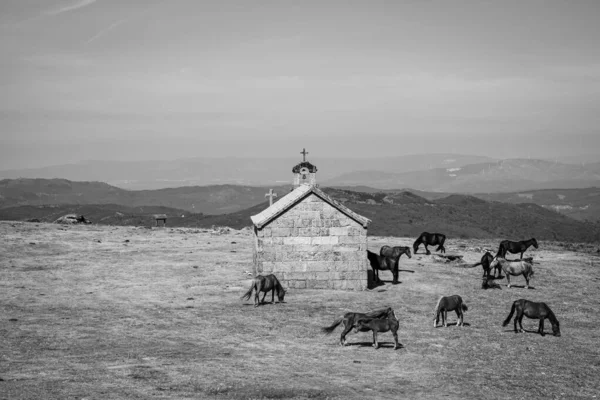 갈리시아의 시에라데 스페인 예배당 근처에서 말들이 — 스톡 사진