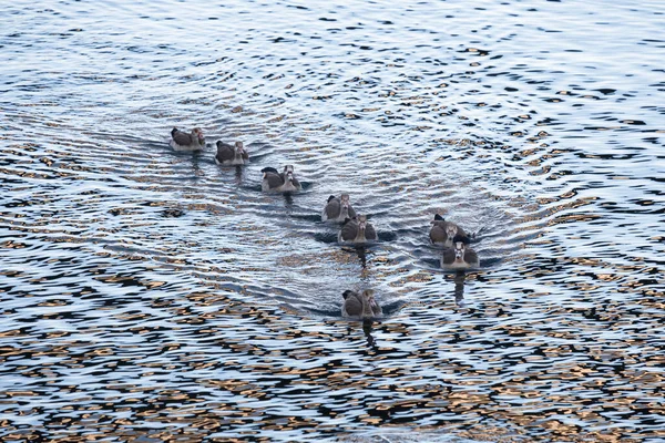 Een Grote Familie Van Nijlganzen Zwemmen Het Water Galicië Spanje — Stockfoto