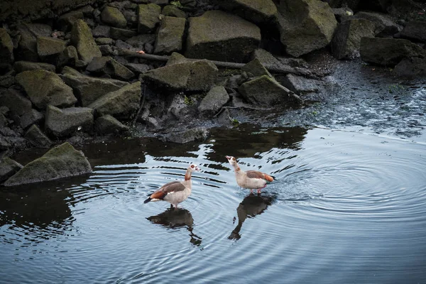 Ganso Del Nilo Ganso Egipcio Una Especie Ave Anseriforme Familia — Foto de Stock